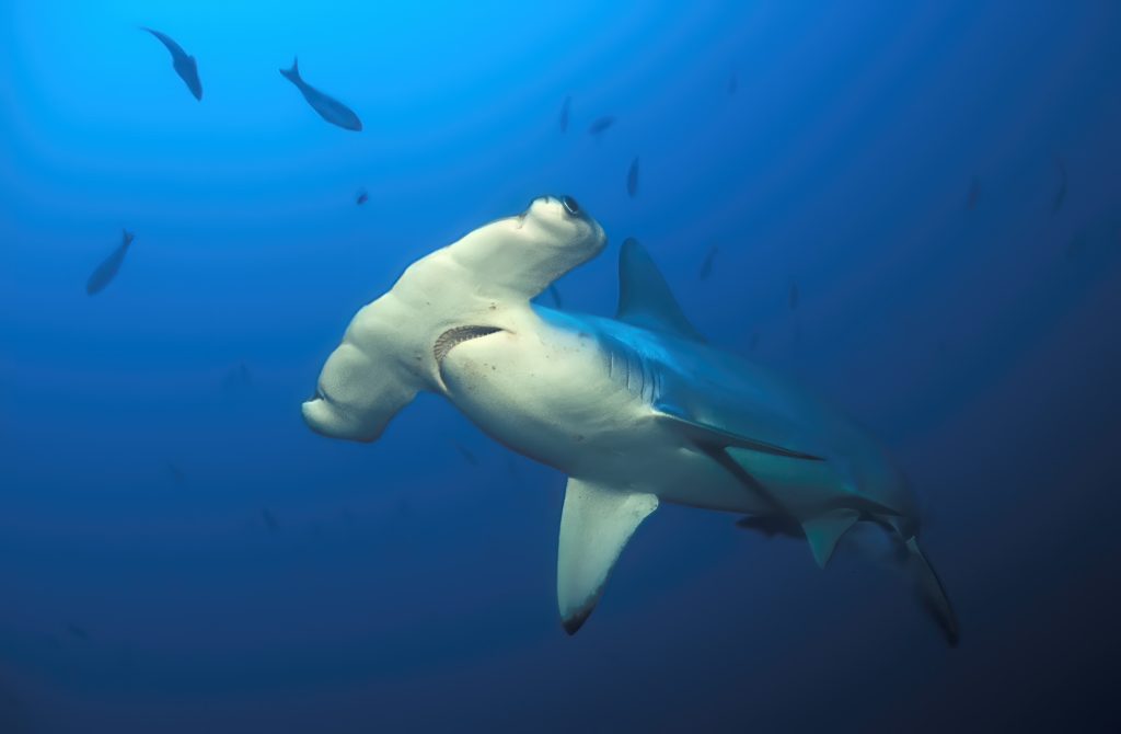 SHARKS