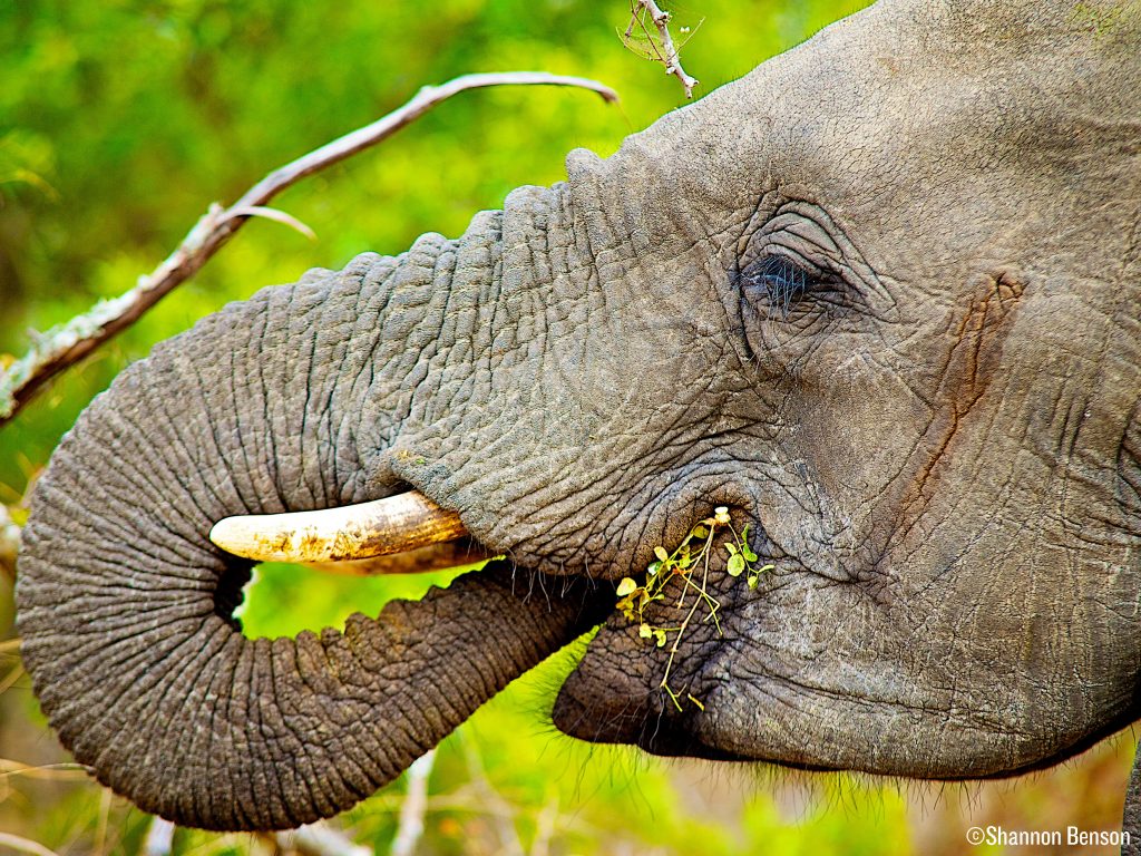 WILDLIFE